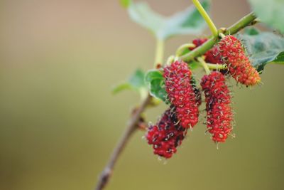 Close-up of red berries growing on plant