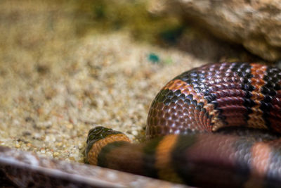 Close-up of an animal