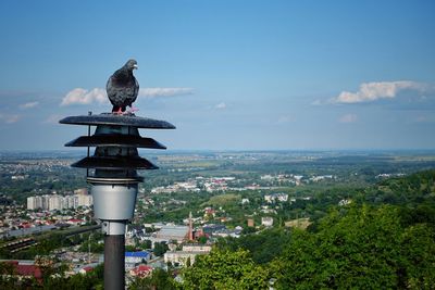 Bird perching on a city