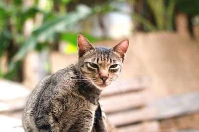 Close-up portrait of tabby cat