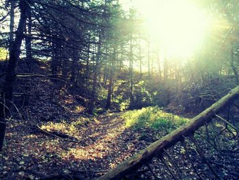 Sun shining through trees in forest