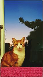 Portrait of cat