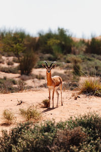 Gazelle standing in a field