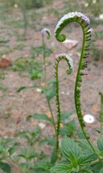 Close-up of plant growing outdoors