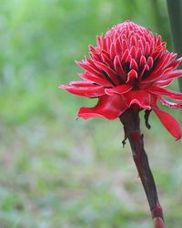 Close-up of red flowering plant