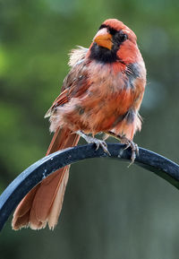 Fluffed up during the molting season.