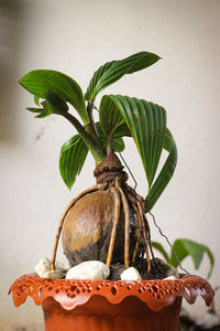 Close-up of potted plant against wall