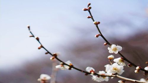 Close-up of cherry blossom on branch