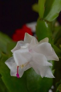 Close-up of pink flower