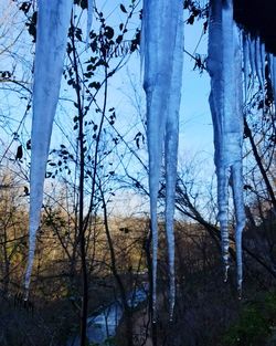 Bare trees in forest during winter