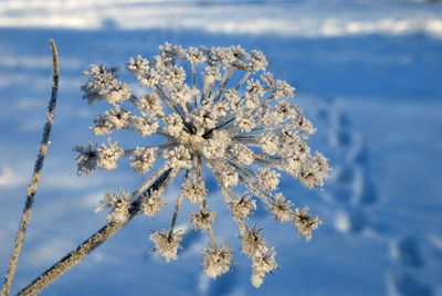 Close-up of frozen plant against sky