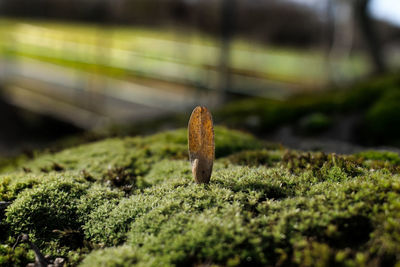 Close-up of mushroom growing on land