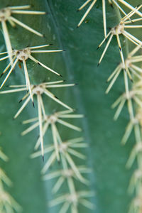 Close-up of cactus