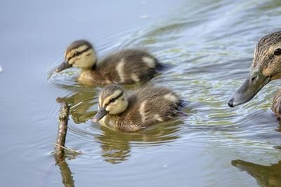 Duck swimming in lake