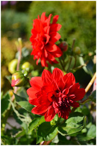 Close-up of red flower blooming outdoors