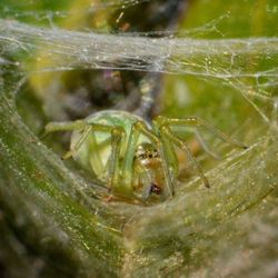 Close-up of insect on plant