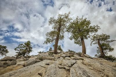 Low angle view of trees against sky