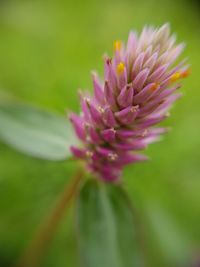 Close-up of pink flower