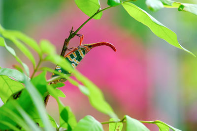 Close-up of insect on leaves