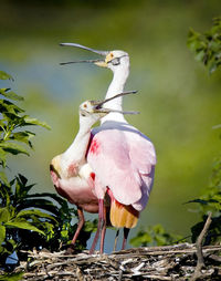 View of bird perching on tree