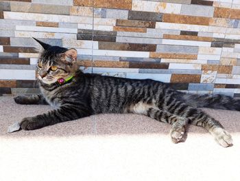 Portrait of cat lying on wall