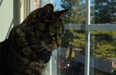 Close-up of a cat looking through window