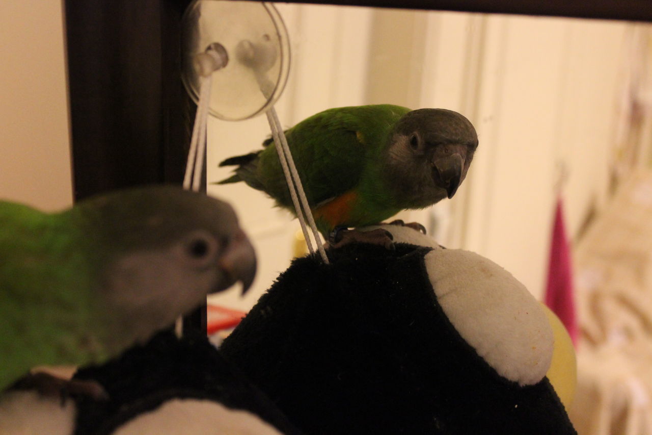 CLOSE-UP OF A BIRD IN A PARROT