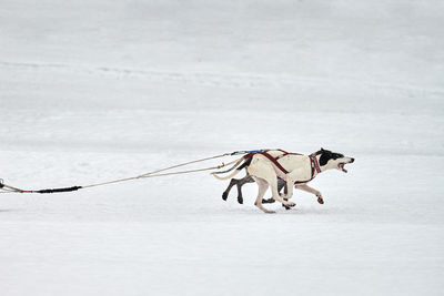 View of dog on snow covered land