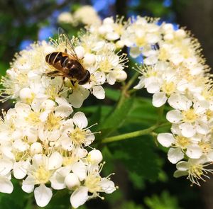 Close-up of bee on white flowers