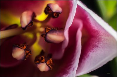 Close-up of flower blooming outdoors