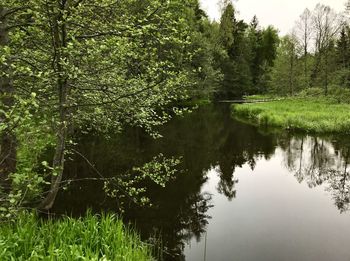 Scenic view of lake amidst trees in forest