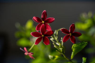 Close-up of red flowering plant