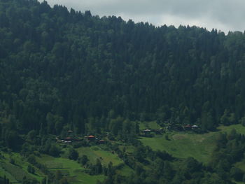 High angle view of trees in forest