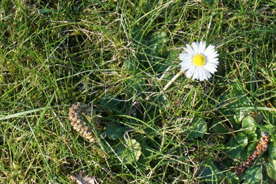 White flowers growing in field