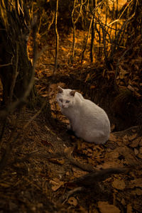 Portrait of cat relaxing on field during autumn