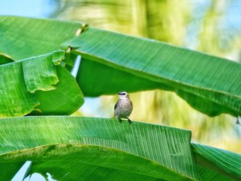 Close-up of bird perching on banana leaf