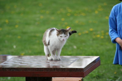 Cat sitting on grass