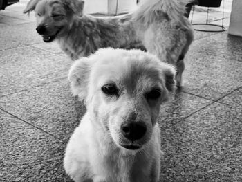 Portrait of dog standing outdoors