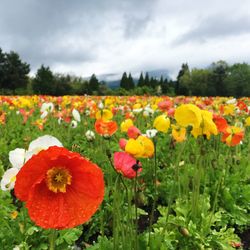 Close-up of flowers blooming on field against sky