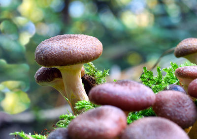 Close-up of mushrooms growing on land