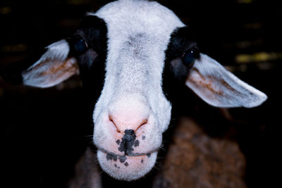 Close-up of an animal