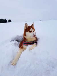 Dog on snow field against sky