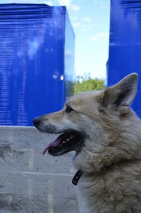 Close-up of dog sticking out tongue against sky