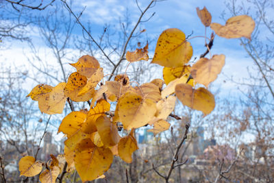 Low angle view of autumnal leaves against sky