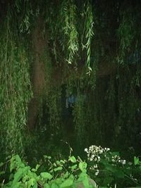 Water lily in lake