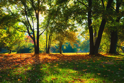 Trees in park during autumn