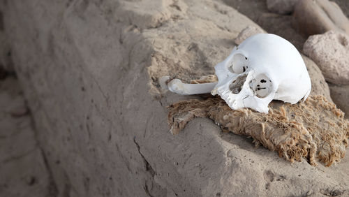 High angle view of skull on rock