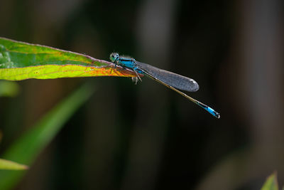 Close-up of damselfly on leaf