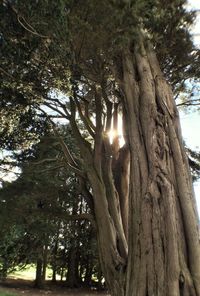 Low angle view of trees against sky