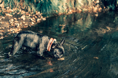 High angle view of dog swimming in lake
